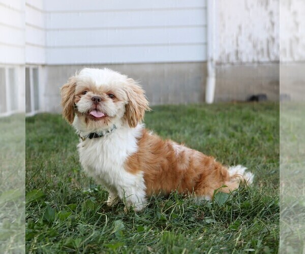 Medium Photo #1 Shih Tzu Puppy For Sale in ARTHUR, IL, USA