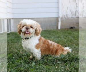 Father of the Shih Tzu puppies born on 07/18/2025