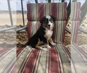 Australian Shepherd Puppy for sale in PHOENIX, AZ, USA