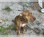 Small American Pit Bull Terrier Mix