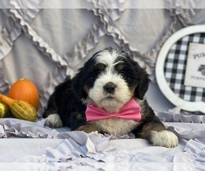 Bernedoodle Puppy for sale in LANCASTER, PA, USA