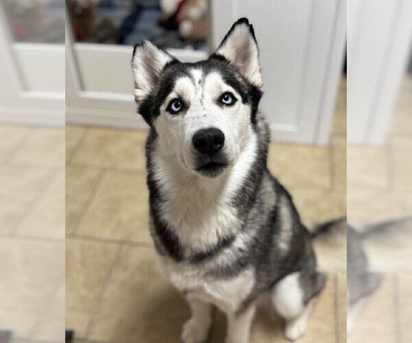 Medium Photo #1 Siberian Husky Puppy For Sale in Matawan, NJ, USA