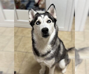 Siberian Husky Dogs for adoption in Matawan, NJ, USA