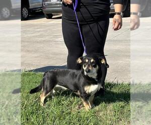 Dachshund-Unknown Mix Dogs for adoption in Pasadena, TX, USA