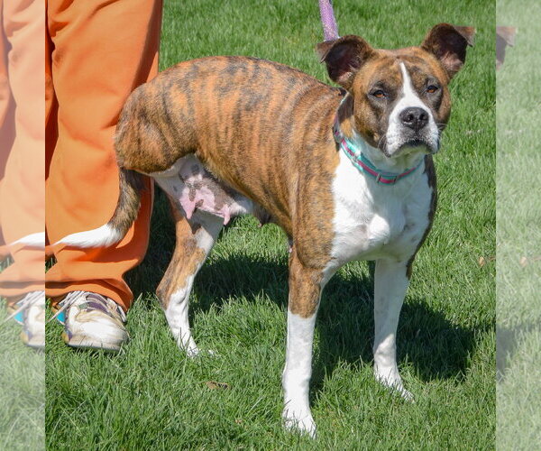 Medium Photo #2 Bulloxer Puppy For Sale in Huntley, IL, USA