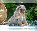 Small #2 Miniature Bernedoodle