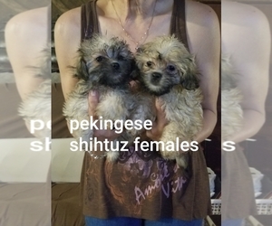 Shinese Puppy for sale in YOUNGSTOWN, FL, USA