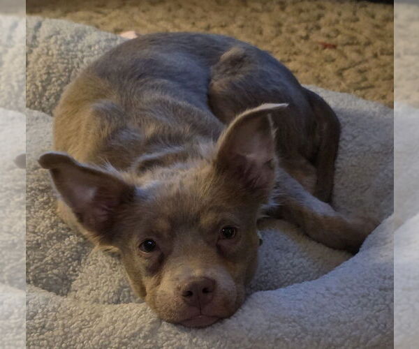 Medium Photo #4 Australian Shepherd-Unknown Mix Puppy For Sale in Boston, MA, USA
