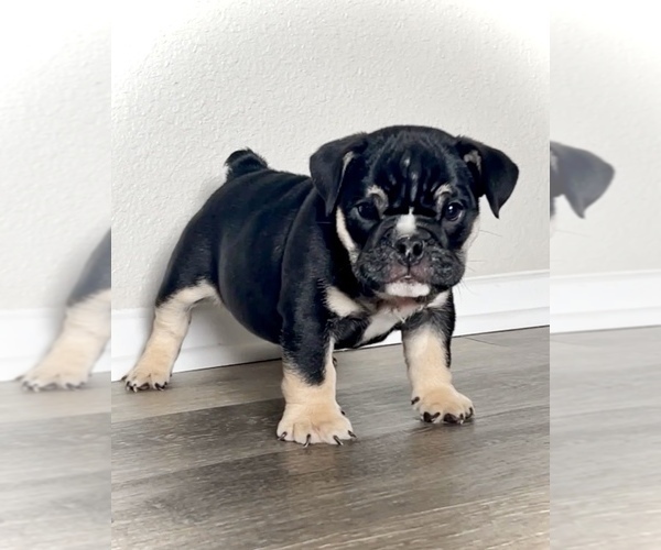 Medium Photo #1 Bulldog Puppy For Sale in CORONA, CA, USA