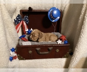Cocker Spaniel Puppy for sale in CADDO, OK, USA