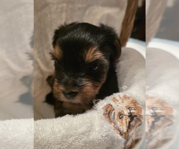 Medium Photo #2 Yorkshire Terrier Puppy For Sale in ALFORD, FL, USA