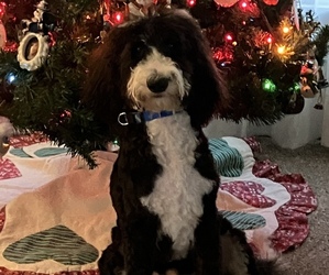 Bernedoodle Puppy for sale in WATERLOO, IA, USA
