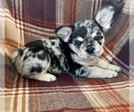 Small #2 French Bulldog