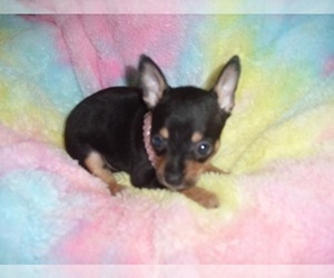 Chihuahua Puppy for sale in JACKSON, MS, USA