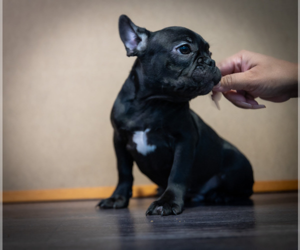 Medium Photo #4 French Bulldog Puppy For Sale in ONTARIO, CA, USA