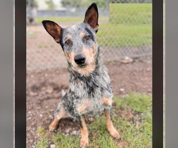Medium Photo #2 Mutt Puppy For Sale in Conroe, TX, USA