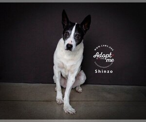 Border Collie-Unknown Mix Dogs for adoption in Salt Lake City, UT, USA