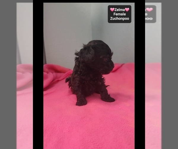 Medium Photo #3 Poodle (Toy)-Zuchon Mix Puppy For Sale in TUCSON, AZ, USA