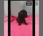 Zelma - Female Poodle (Toy)-Zuchon Mix Puppy for Sale - Photo #3