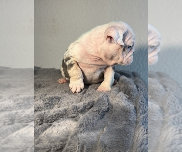 Medium Photo #6 English Bulldog Puppy For Sale in LONG BEACH, CA, USA