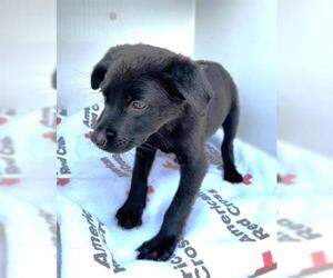 Labrador Retriever-Unknown Mix Dogs for adoption in Houston, TX, USA