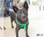 Small #1 Chihuahua Mix
