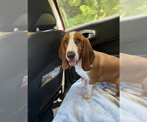 Basset Hound Dogs for adoption in Aurora, IN, USA