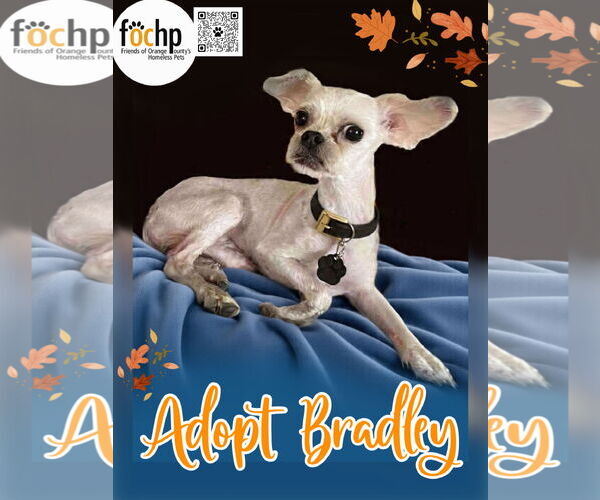 Medium Photo #2 Maltese Puppy For Sale in Menifee, CA, USA