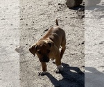 Small Photo #32 Rhodesian Ridgeback Puppy For Sale in MORONGO VALLEY, CA, USA