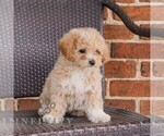 Small #1 Poodle (Toy)-Zuchon Mix