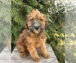 Small #3 Mini Whoodle (Wheaten Terrier/Miniature Poodle)