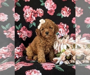 Cock-A-Poo Puppy for sale in KIRKWOOD, PA, USA