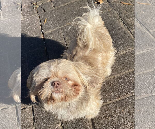 Medium Photo #1 Shih Tzu Puppy For Sale in Greensboro, NC, USA