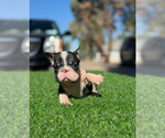 Small #1 French Bulldog