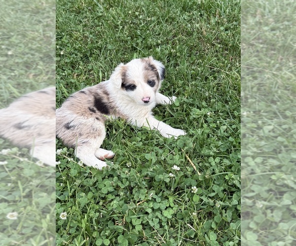Medium Photo #10 Border Collie Puppy For Sale in BERRIEN SPRINGS, MI, USA