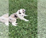 Small #9 Border Collie