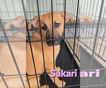 Small #20 Labrador Retriever Mix