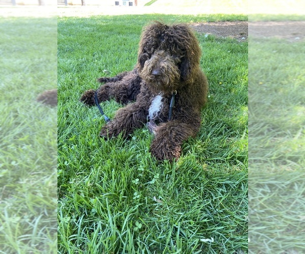 Medium Photo #1 Labradoodle Puppy For Sale in MIDDLETOWN, DE, USA