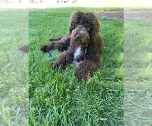 Father of the Labradoodle puppies born on 05/24/2025