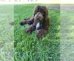 Small Photo #1 Labradoodle Puppy For Sale in MIDDLETOWN, DE, USA
