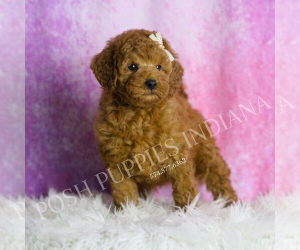 Medium Photo #4 Goldendoodle (Miniature) Puppy For Sale in WARSAW, IN, USA