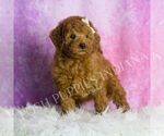 Small #3 Goldendoodle (Miniature)