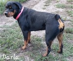 Small Photo #1 Rottweiler Puppy For Sale in CHARLESTON, SC, USA