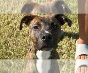 Mutt Dogs for adoption in Abbeville, LA, USA