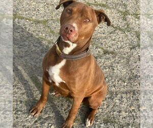 American Pit Bull Terrier Dogs for adoption in Hayward, CA, USA