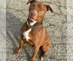 Small American Pit Bull Terrier