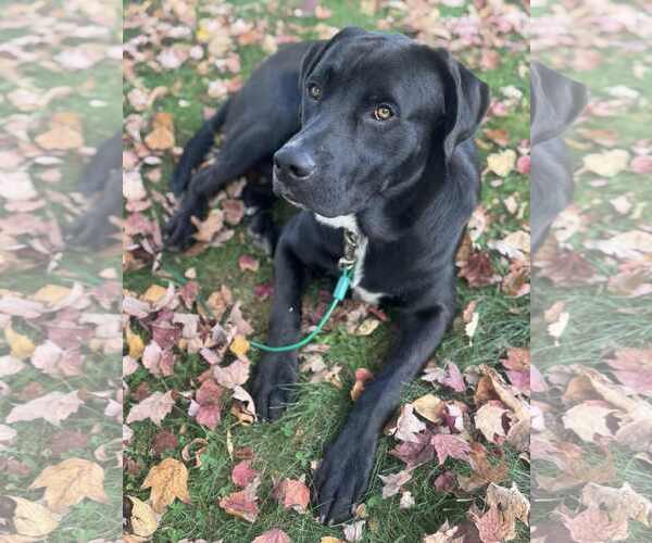 Medium Photo #2 Labrador Retriever-Unknown Mix Puppy For Sale in Duluth, MN, USA
