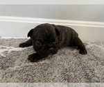 Small #9 French Bulldog-Miniature French Bull Terrier Mix