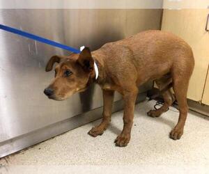 Redbone Coonhound-Unknown Mix Dogs for adoption in Riverside, CA, USA