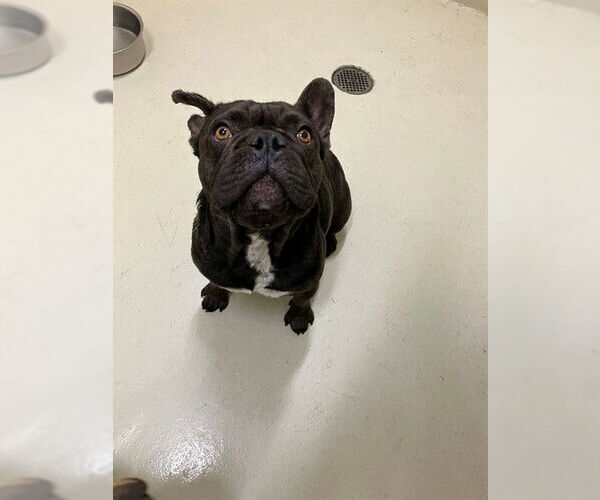 Medium Photo #1 French Bulldog Puppy For Sale in Fremont, CA, USA